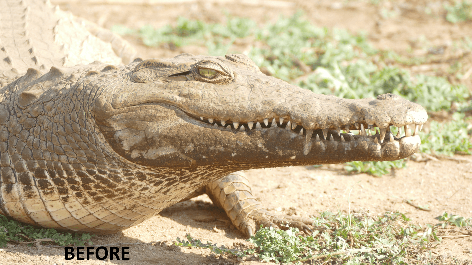 Crocodile Before